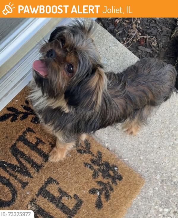 Found/Stray Male Dog last seen Black Rd, Joliet IL 60435, Joliet, IL 60435