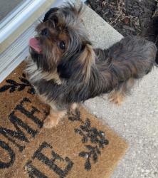 Found/Stray Male Dog last seen Black Rd, Joliet IL 60435, Joliet, IL 60435