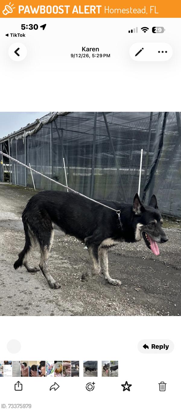 Found/Stray Unknown Dog last seen Krome, Homestead, FL 33030