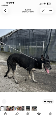 Found/Stray Unknown Dog last seen Krome, Homestead, FL 33030