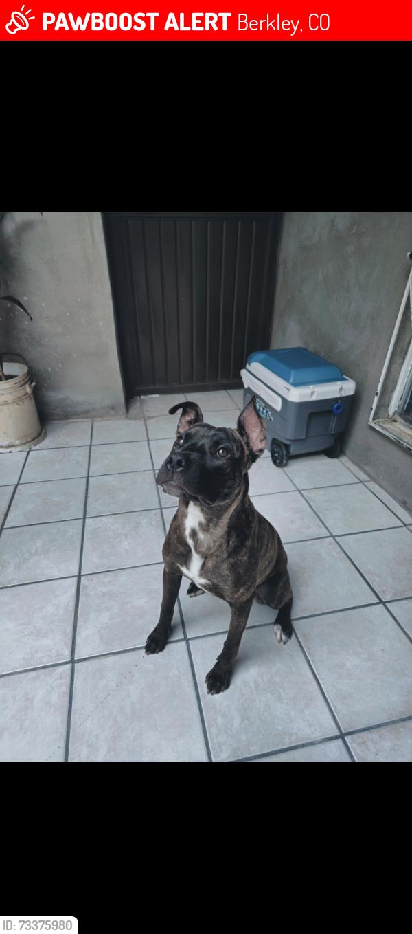 Lost Female Dog last seen 65th and federal, Berkley, CO 80221