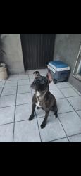 Lost Female Dog last seen 65th and federal, Berkley, CO 80221
