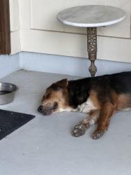 Found/Stray Female Dog last seen Bought and Fleetwood, San Antonio, TX 78232