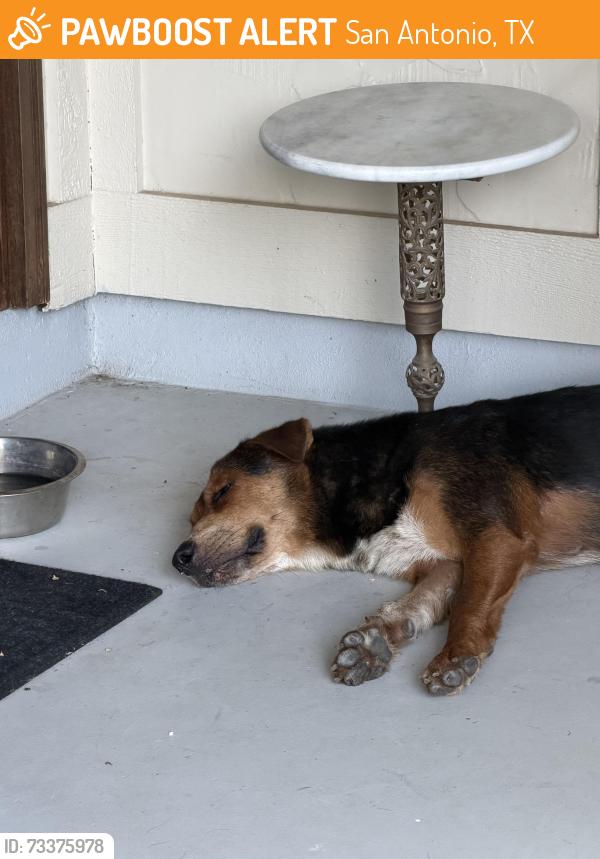 Found/Stray Female Dog last seen Bought and Fleetwood, San Antonio, TX 78232