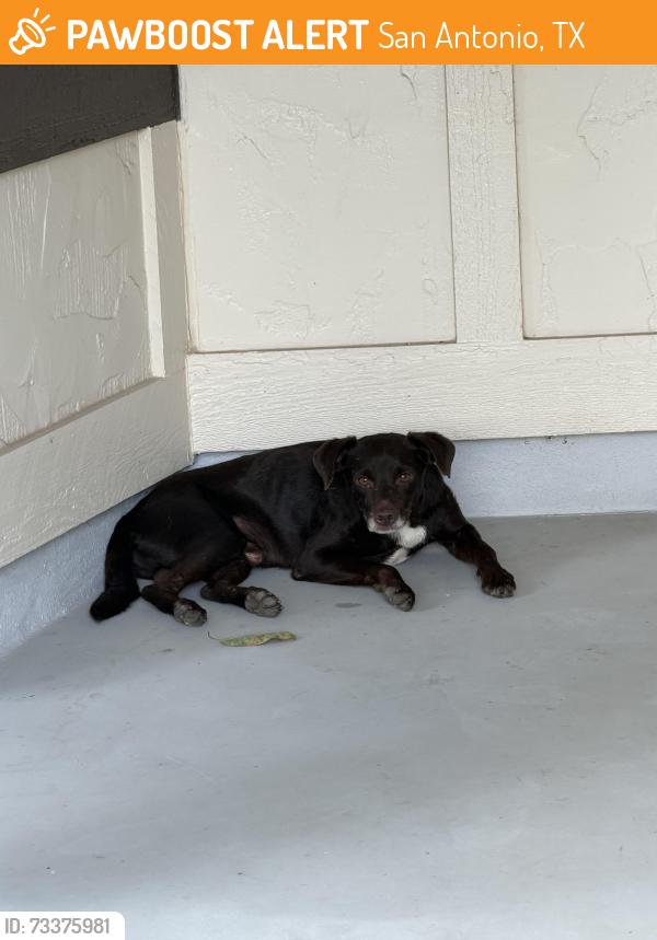 Found/Stray Male Dog last seen Fleetwood/Voigt, San Antonio, TX 78232