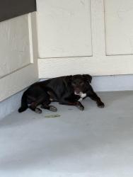 Found/Stray Male Dog last seen Fleetwood/Voigt, San Antonio, TX 78232