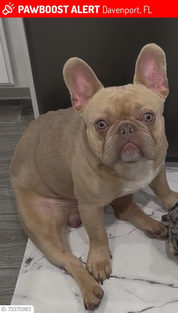 Lost Male Dog last seen Soltera, Davenport, FL 33837