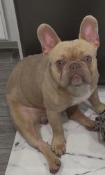 Lost Male Dog last seen Soltera, Davenport, FL 33837