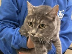 Shelter Stray Female Cat last seen Faraday Lane, VIRGINIA BEACH, VA, 23452, 341 S Birdneck Rd, Virginia Beach, VA 23451, USA