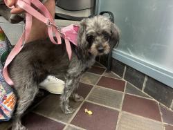 Shelter Stray Female Dog last seen Near Morris Avenue, BRONX, NY, 10451, 326 E 110th St, New York, NY 10029, USA