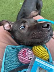 Shelter Stray Female Dog last seen W 138 Street, NEW YORK, NY, 10030, 326 E 110th St, New York, NY 10029, USA