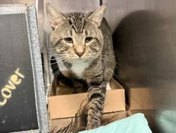 Shelter Stray Male Cat last seen Near E 110th, NEW YORK, NY, 10029, 326 E 110th St, New York, NY 10029, USA