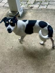 Found/Stray Unknown Dog last seen Dawes Rd and Eagle Point Drive, Mobile County, AL 36541