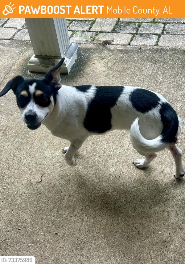 Found/Stray Unknown Dog last seen Dawes Rd and Eagle Point Drive, Mobile County, AL 36541
