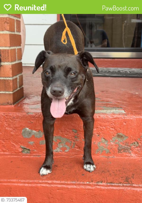 Reunited Female Dog last seen McKees Rocks, PA 15136, USA, McKees Rocks, PA 15136