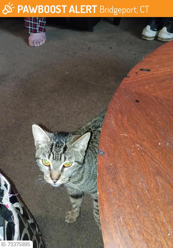 Found/Stray Female Cat last seen Laurel Street, Bridgeport, CT 06605