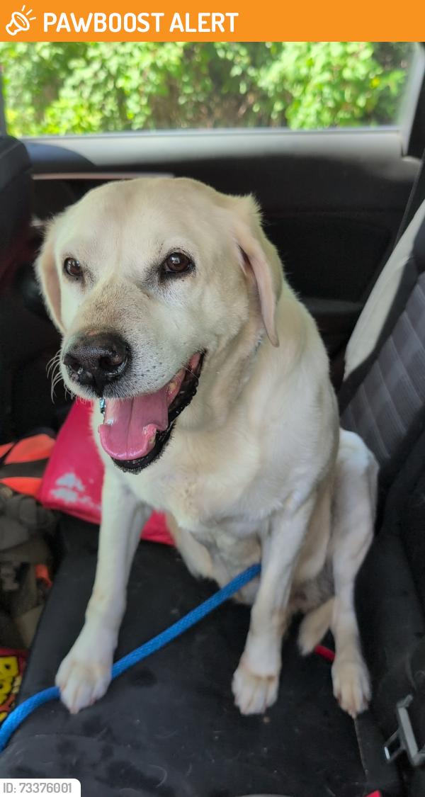 Found/Stray Female Dog last seen 277th Ave and 146th St. In Zimmerman, Stanford Township, MN 55398