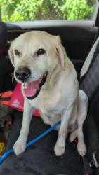 Found/Stray Female Dog last seen 277th Ave and 146th St. In Zimmerman, Stanford Township, MN 55398