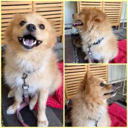 Found/Stray Unknown Dog last seen Magnolia St. and Katella Ave., Garden Grove, CA 92841