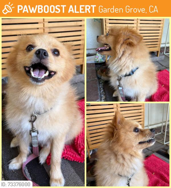 Found/Stray Unknown Dog last seen Magnolia St. and Katella Ave., Garden Grove, CA 92841