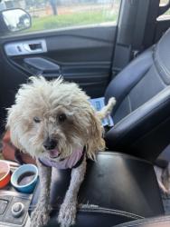 Found/Stray Female Dog last seen Austin chalk and jack rd, Cypress, TX 77433