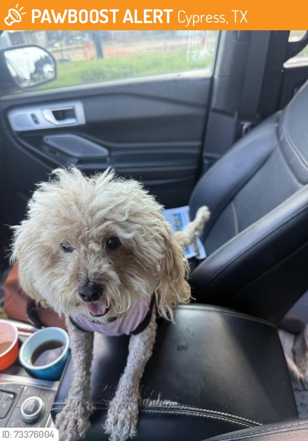 Found/Stray Female Dog last seen Austin chalk and jack rd, Cypress, TX 77433