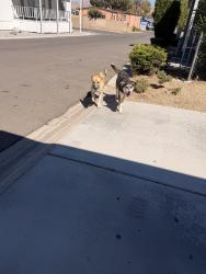 Found/Stray Unknown Dog last seen ranchero mobile home park, Apple Valley, CA 92307