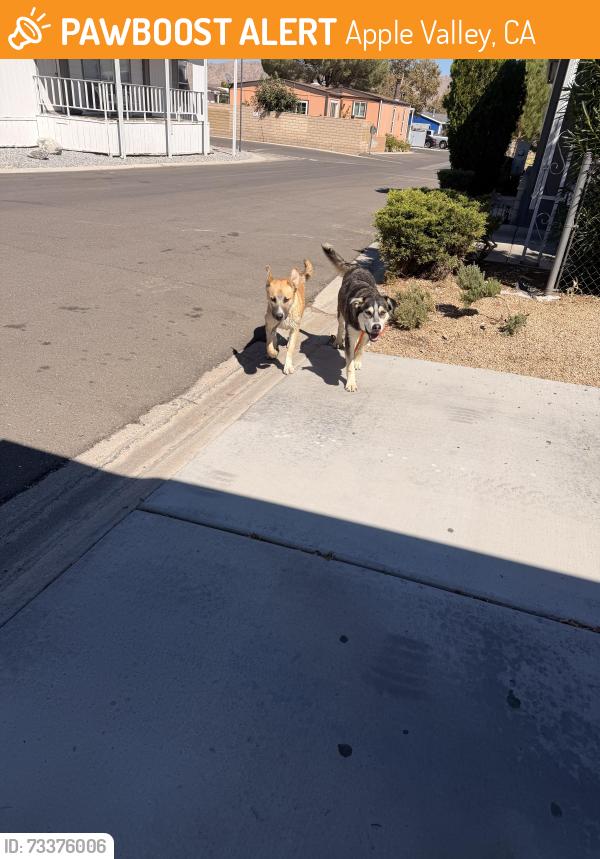 Found/Stray Unknown Dog last seen ranchero mobile home park, Apple Valley, CA 92307