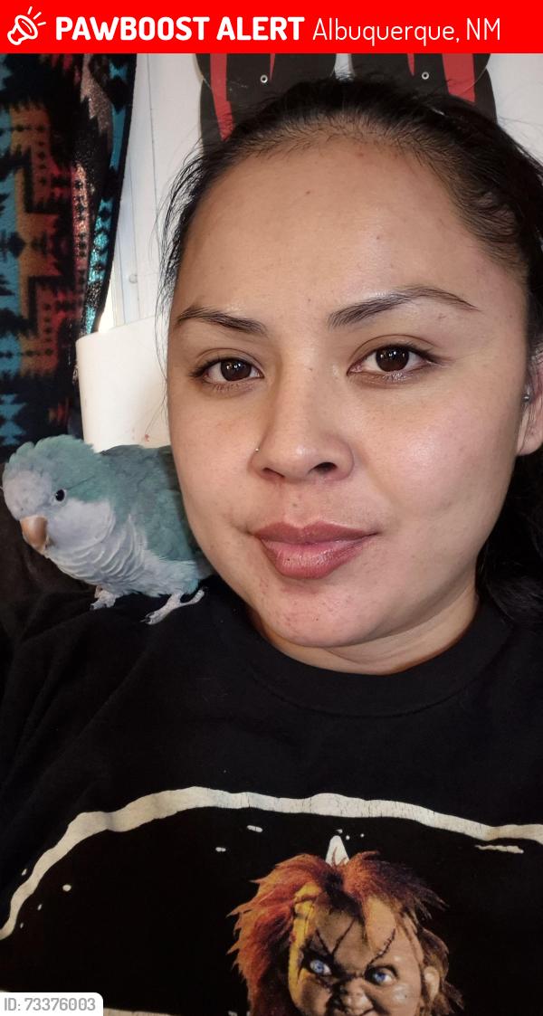 Lost Female Bird last seen Linn ave and jane st., Albuquerque, NM 87123