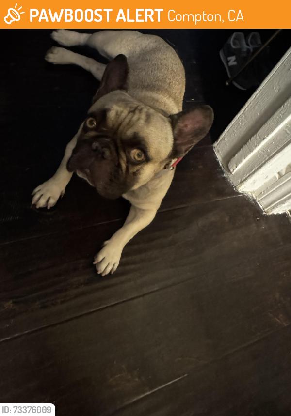 Found/Stray Unknown Dog last seen Wilmington and other st, Compton, CA 90220