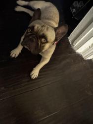 Found/Stray Unknown Dog last seen Wilmington and other st, Compton, CA 90220