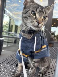 Lost Male Cat last seen Backyard, Selden, NY 11784