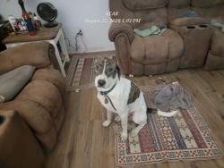Lost Male Dog last seen Near old bonner rd, Lufkin, TX 75904