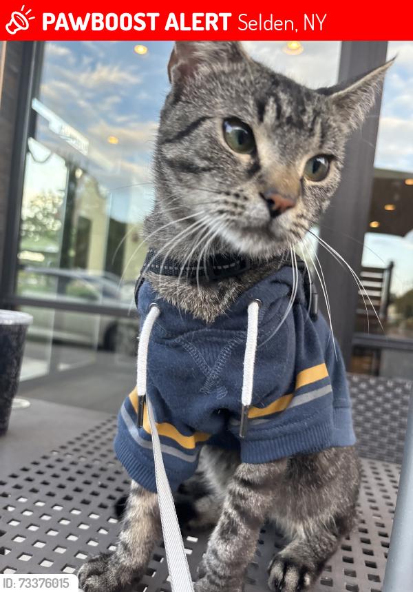 Lost Male Cat last seen Backyard, Selden, NY 11784