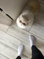 Lost Male Cat last seen Gibson st and Capricorn, Cedar Hill, TX 75104