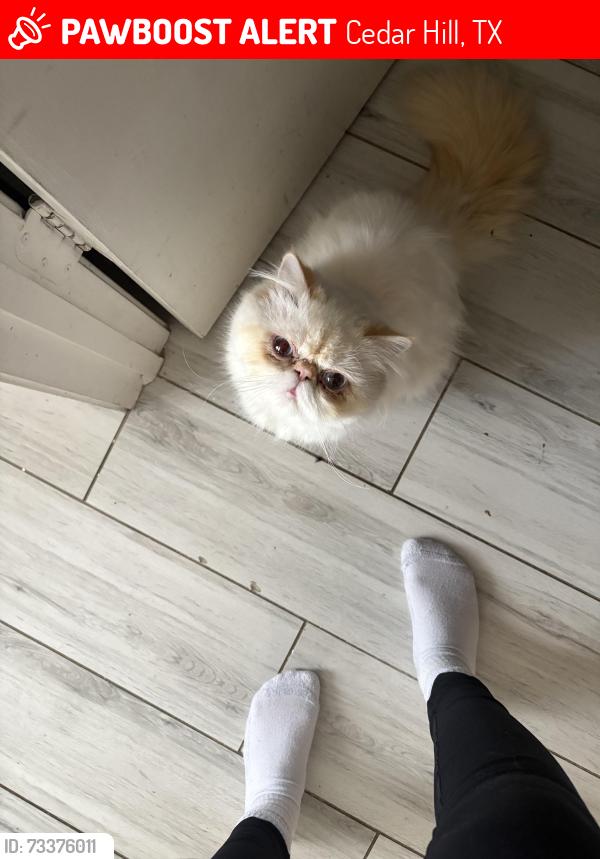 Lost Male Cat last seen Gibson st and Capricorn, Cedar Hill, TX 75104