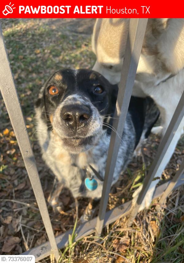 Lost Female Dog last seen Radio, Houston, TX 77075