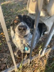 Lost Female Dog last seen Radio, Houston, TX 77075