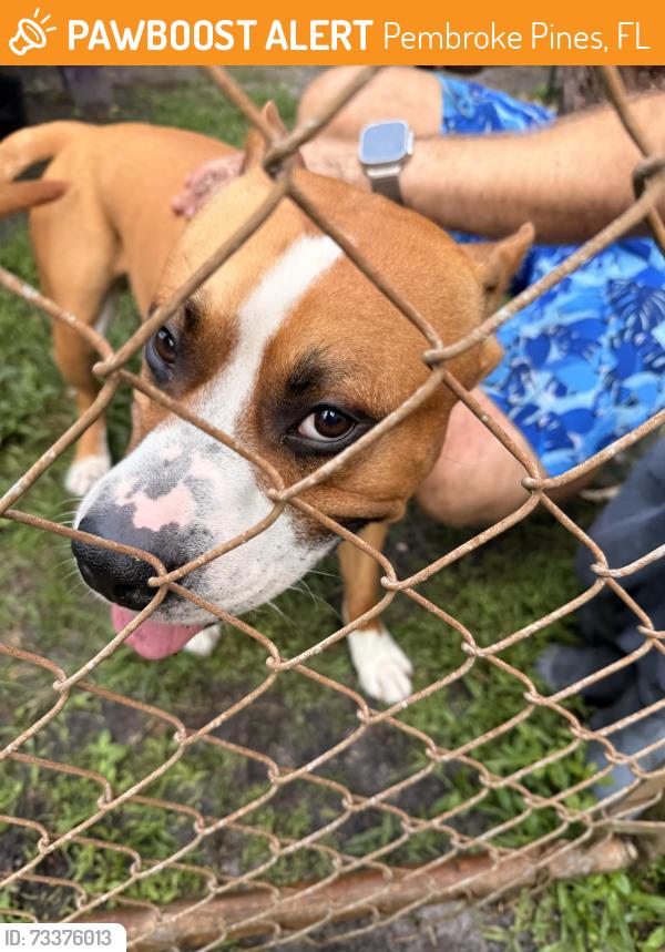 Found/Stray Male Dog last seen Pasadena blvd, Pembroke Pines, FL 33024