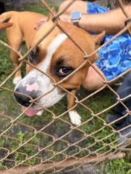 Found/Stray Male Dog last seen Pasadena blvd, Pembroke Pines, FL 33024