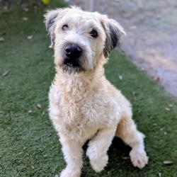 Shelter Stray Female Dog last seen , 8020 Washington St, Port Richey, FL 34668, USA