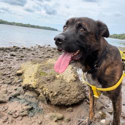 Shelter Stray Male Dog last seen , Animal Care & Control Team of Philly, 111 W Hunting Park Ave, Philadelphia, PA 19140, USA