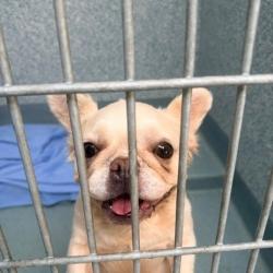 Shelter Stray Female Dog last seen , 12910 Yukon Ave, Hawthorne, CA 90250, USA