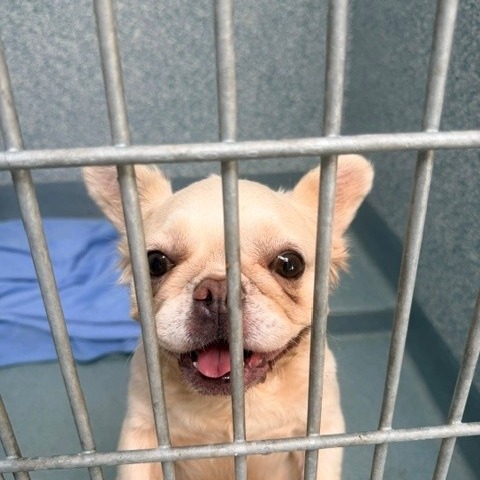 Shelter Stray Female Dog last seen , 12910 Yukon Ave, Hawthorne, CA 90250, USA