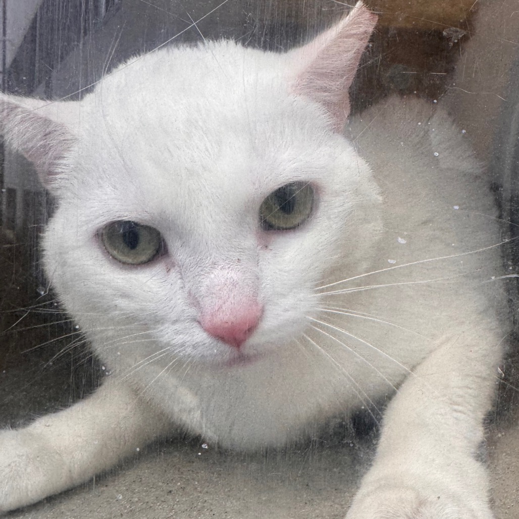 Shelter Stray Female Cat last seen , Animal Care & Control Team of Philly, 111 W Hunting Park Ave, Philadelphia, PA 19140, USA