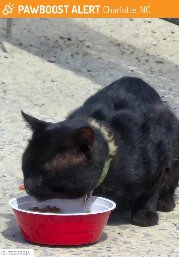 Found/Stray Unknown Cat last seen Near Northerly Rd, Charlotte, NC 28206, Charlotte, NC 28206