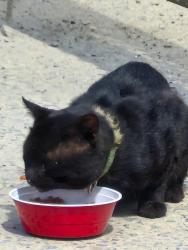 Found/Stray Unknown Cat last seen Near Northerly Rd, Charlotte, NC 28206, Charlotte, NC 28206