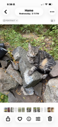 Lost Male Cat last seen Lindsley Ave, West Orange, NJ 07052