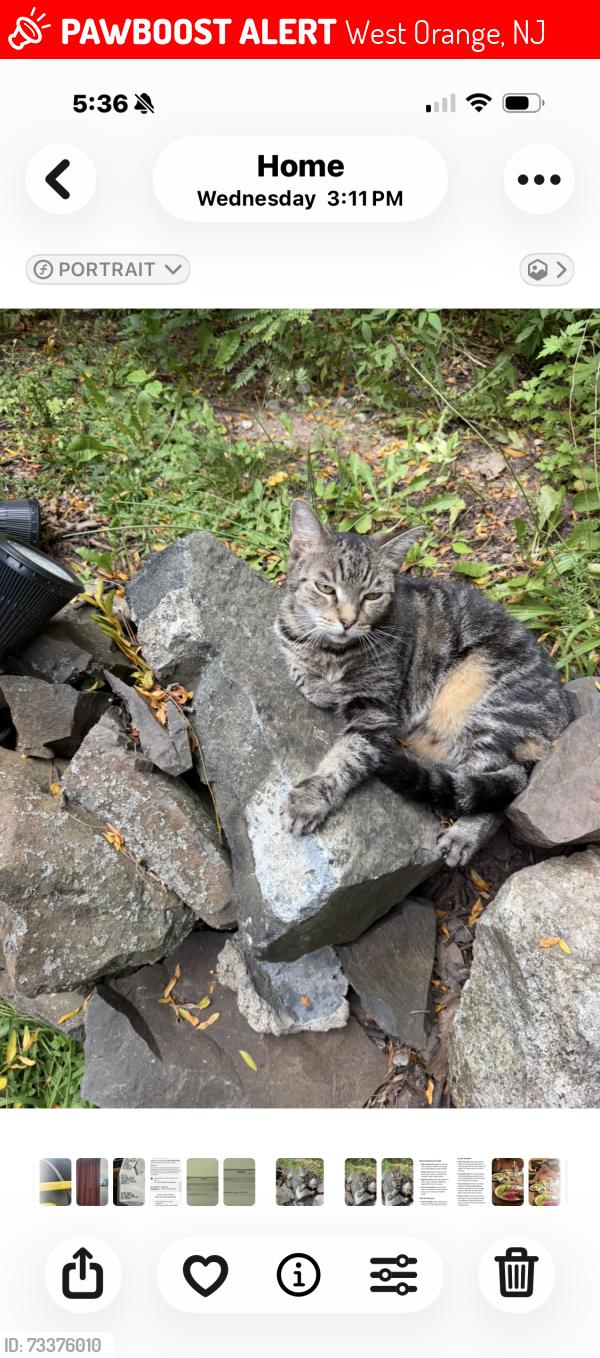 Lost Male Cat last seen Lindsley Ave, West Orange, NJ 07052