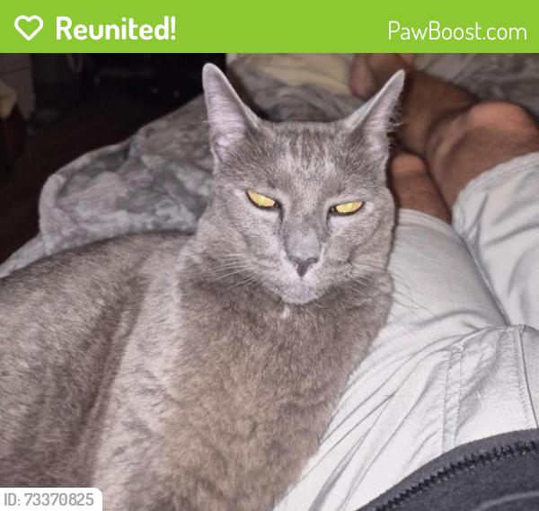Reunited Female Cat last seen skyline dr irving texas 75060, Irving, TX 75038